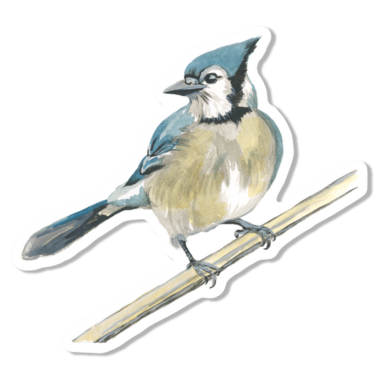 Bluejay Vinyl Sticker