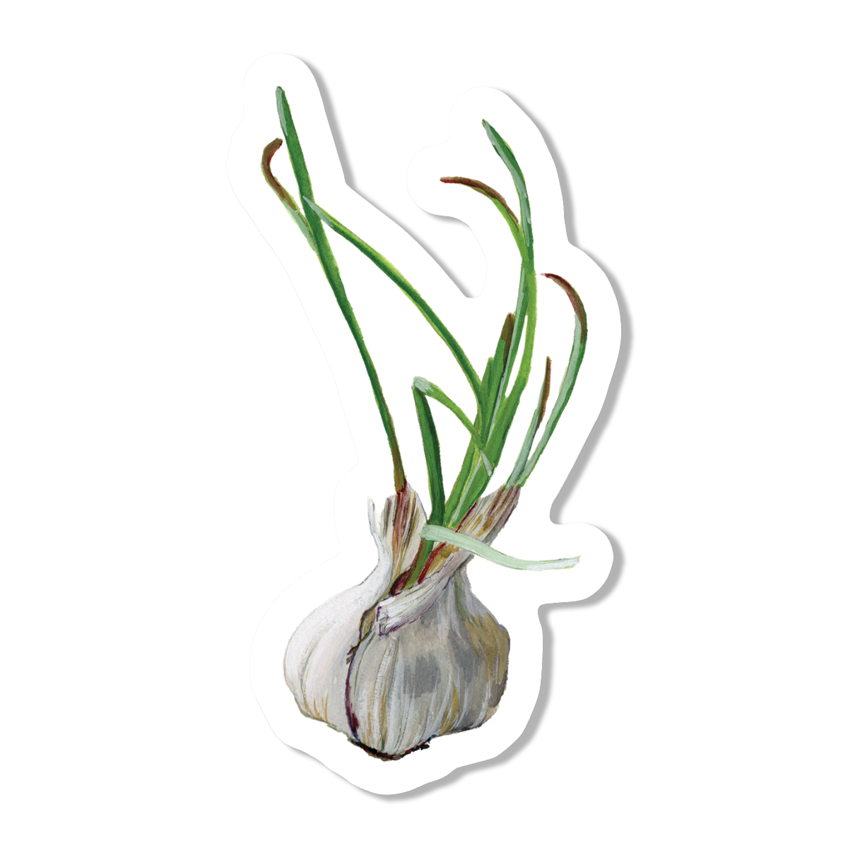 Sprouting Garlic Vinyl Sticker