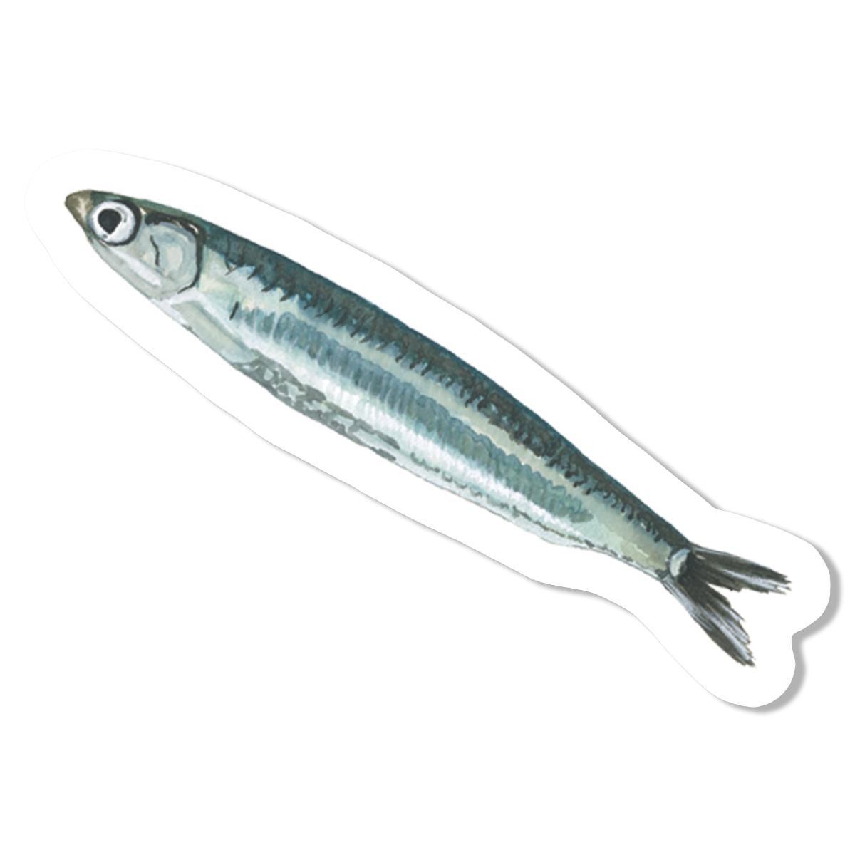 Sardine Vinyl Sticker